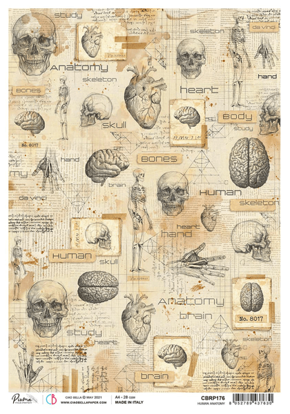 RICE PAPER A4 HUMAN ANATOM